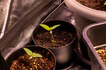 Cannabis in der Wachstumsphase