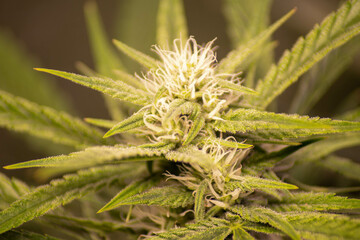 Cannabis in der Blühte