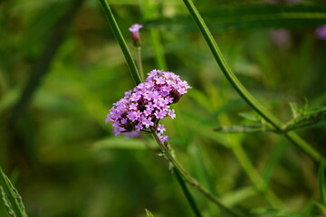 Verbena bonariensis flowers bloom in the garden