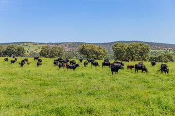 Black bulls in a bull farm