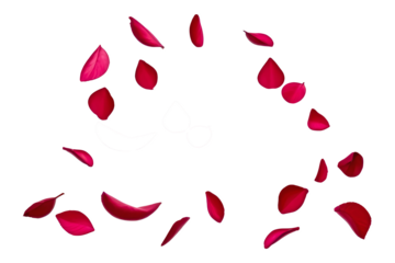 red rose petal flower flying floating on white or transparent png background 