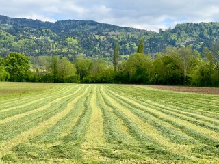 Herbe fauchée dans une prairie