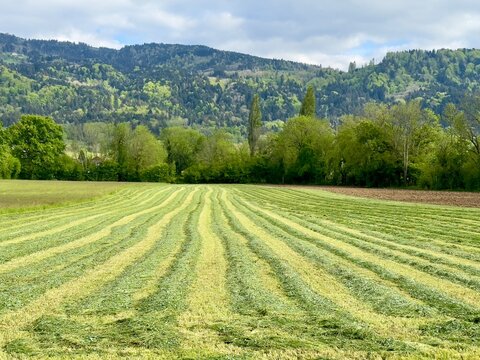 Herbe fauch&eacute;e dans une prairie