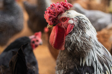Head portrait of a funny free-range rooster outdoors. Rooster looking for grains while walking in...