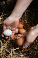 chicken nest with eggs. A woman's hand takes the eggs from the nest. The hen laid the eggs. farmer...