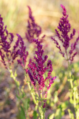 Background or Texture of Salvia nemorosa 'Schwellenburg' in a Country Cottage Garden in a romantic rustic style