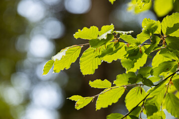 vista macro delle foglie verdi di un albero in primavera, illuminate da dietro dal sole, di giorno,...