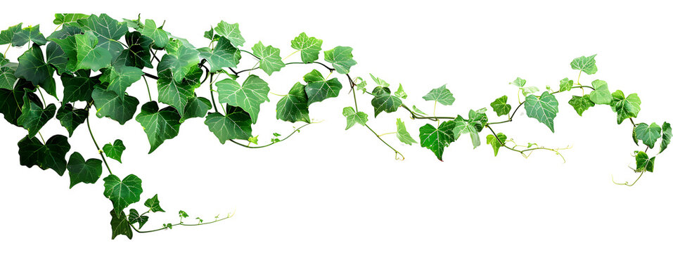 Fototapeta Bush grape or three-leaved wild vine cayratia (Cayratia trifolia) liana ivy plant bush, nature frame jungle border isolated on white background, clipping path included