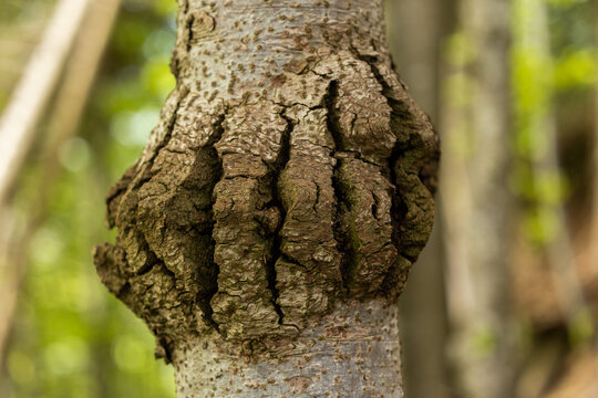 vista macro frontale di parte della corteccia di un albero in un bosco di montagna, nel nord est Italia, colpita da una malattia