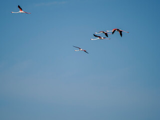 Flamingo in the Ebro River Delta. Flamingos in the Ebro Delta Natural Park, Tarragona. Great Flamingo (Phoenicopterus roseus), Ebro Delta Natural Reserve, Tarragona province, Catalonia, Spain