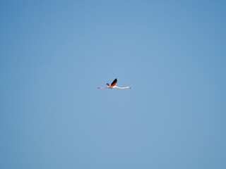 Flamingo in the Ebro River Delta. Flamingos in the Ebro Delta Natural Park, Tarragona. Great Flamingo (Phoenicopterus roseus), Ebro Delta Natural Reserve, Tarragona province, Catalonia, Spain
