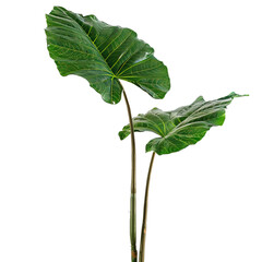This is a photo of alocasia