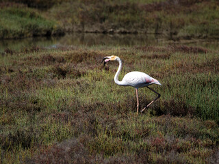 Flamingo in the Ebro River Delta. Flamingos in the Ebro Delta Natural Park, Tarragona. Great Flamingo (Phoenicopterus roseus), Ebro Delta Natural Reserve, Tarragona province, Catalonia, Spain