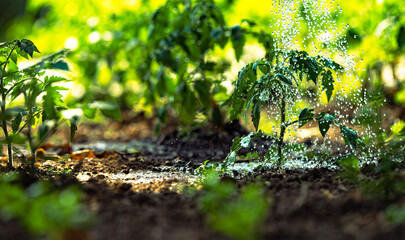 Watering seedling tomato plant   garden with watering can.