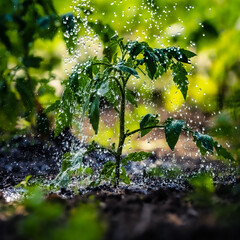 Watering seedling tomato plant   garden with watering can.