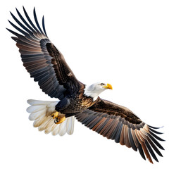 Obraz premium a brid flying eagle