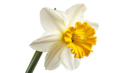 Fototapeta premium close up of narcissus flowers isolated on solid background