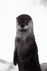 black and white portrait photo of a river otter