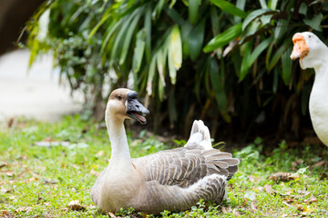 Gooses in the farm garden