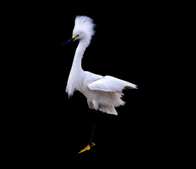 Egret