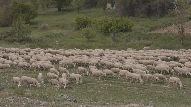 sheep in the field