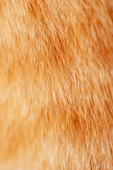 A closeup of a cats fur reveals its texture and pattern