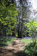 footpath in the forest with bluebells