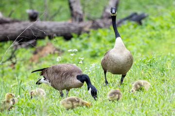 canadian goose on the bank of lake