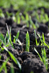 Sprouts of winter wheat sprout in the field field in the foreground. The background is blurred. Selective background. Agro-industry
