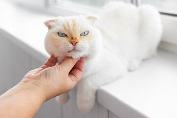 Close up hand touching Scottish Fold cat with a cream coat and blue eyes symbolizing care and...