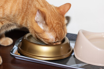 A Felidae is dining from a dishware on a serveware tray