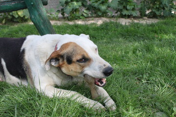 beagle dog in the park