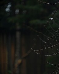 spider web with dew drops -ai generate