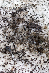 A freezing pile of snow with brown and grey spots resembling a geology pattern