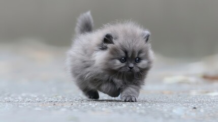  A small gray kitten walks on a cement floor, paws lifted and placed atop its head