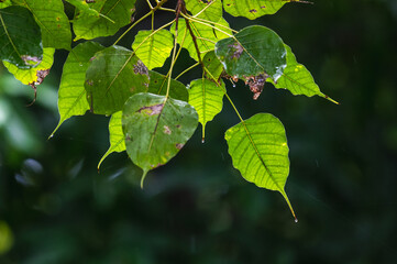 raining shower drop on leaf tree, close up of rainfall in jungle,Heavy Rain Falling on Tree Leaves in forest. droplets fixed on green leaves, Raining day in tropical forest. Raindrop in deep jungle.