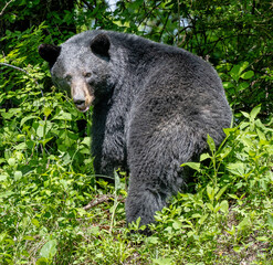 Black bear