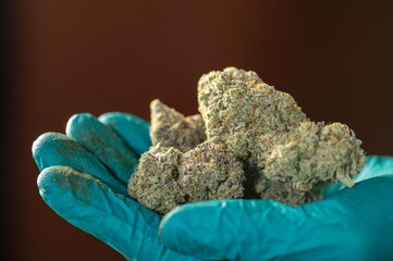 Complete Drying Curing Marijuana Cannabis flowers buds Closeup with drying cola pistil trichomes all in buds. Finish trimming drying curing process Buds of Cannabis marijuana.