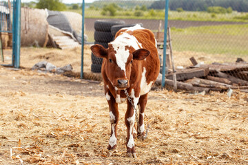 spotted calf in the farm yard