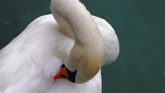 Mute Swan -  one of the heaviest extant flying birds.