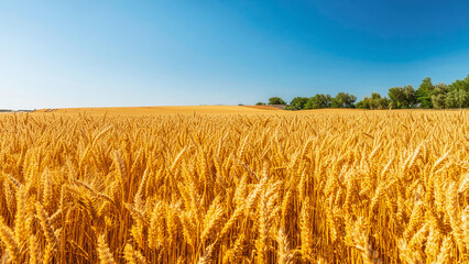 Fototapeta premium Golden wheat field landscape, nature wallpaper. Generative ai