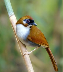 Discovering the Grey-sided Laughingthrush: Charm and Cheer in the Eastern Himalayas - Insights into Behavior, Habitat, and Conservation
