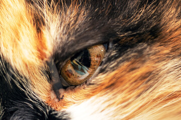 Closeup of a calico cats whiskers, fur, and eye in the wild - Powered by Adobe