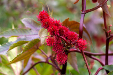 Red flowers of the castor bean plant from which castor oil is produced.