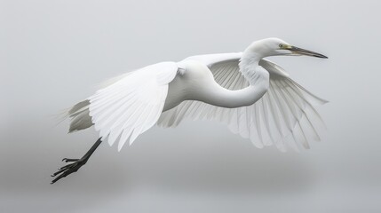   A white bird flies through the air with its wings spread out
