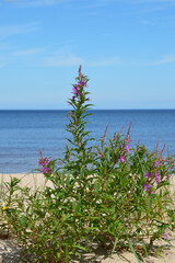 Fireweed on the shore of the lake. - obrazy, fototapety, plakaty
