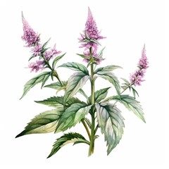 Motherwort