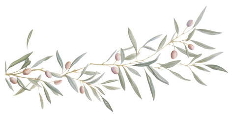 PNG  Olive branch pattern plant leaf