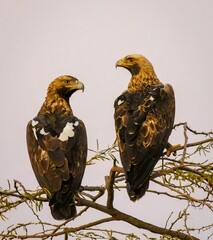 Eastern Imperial Eagles: Majestic Raptors of Eastern Europe and Asia - Insights into Habitat, Behavior, and Conservation Challenges © Gayan