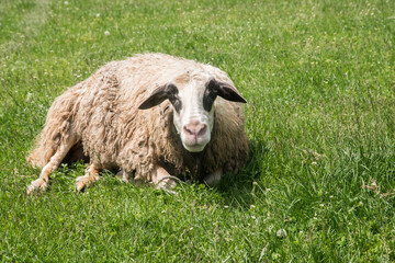 Lying down lonely sheep on green meadow